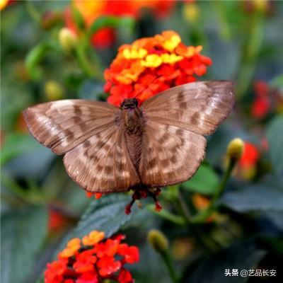 口袋妖怪3ds内购破解版下载